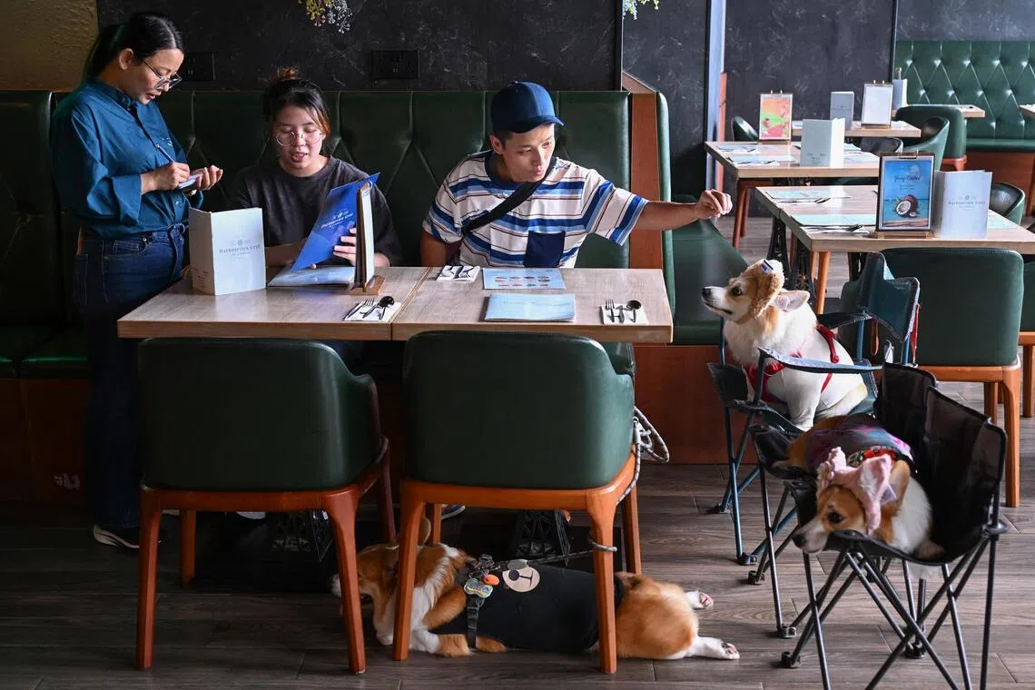 Across Hong Kong, around 990 dining establishments have a licence that allows pets inside, marking the end of a decades-old prohibition.