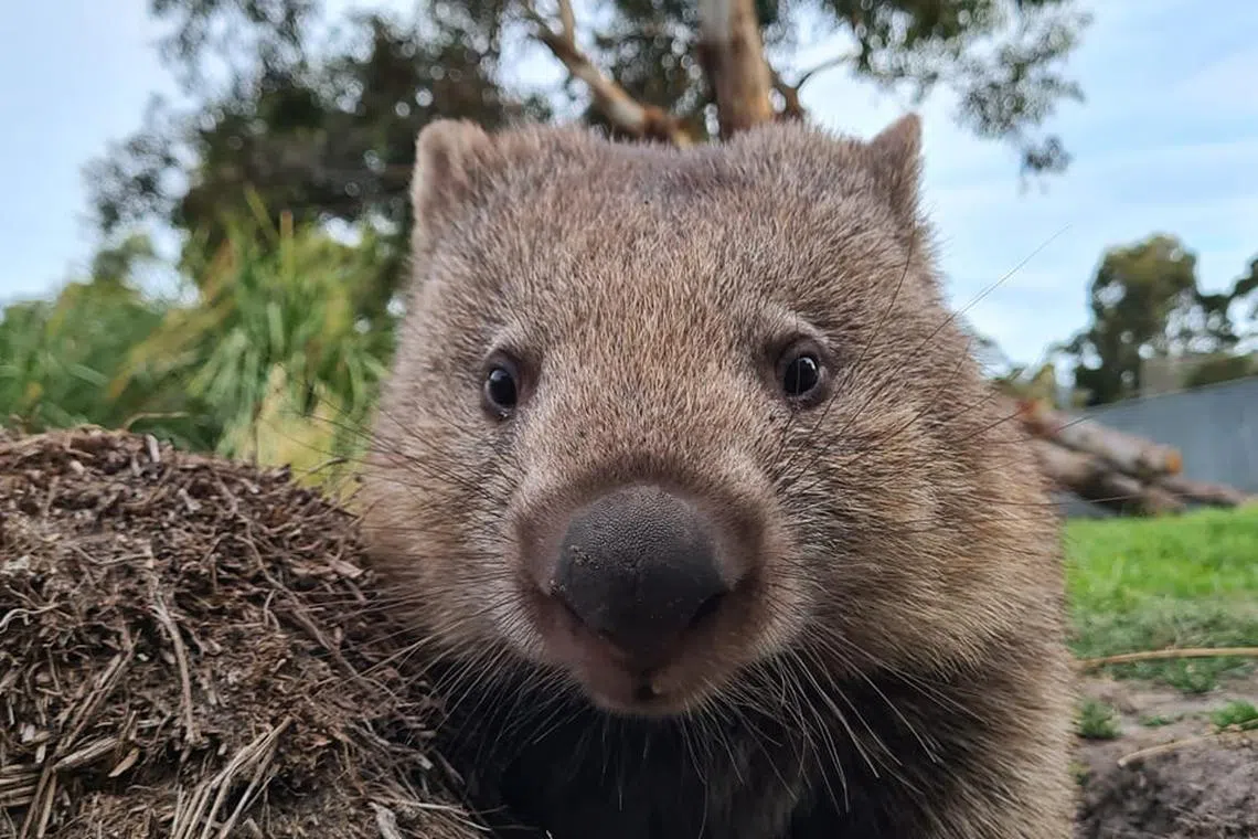 Tasmania's "odd jobs" campaign include jobs such as wombat walker at East Coast Natureworld in Bicheno. 
