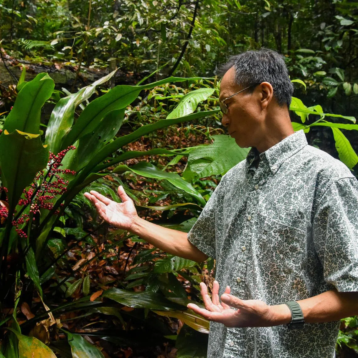 ST20230618_202341246127-Eugene Tan-Lynda Hong-lhshawnlum18/ 

Former president of Nature Society (Singapore) Shawn Lum, 60, observing a Hanguana rubinea, unique to Singapore, at Bukit Timah Nature Reserve on June 18, 2023./ 

(ST PHOTO: EUGENE TAN)