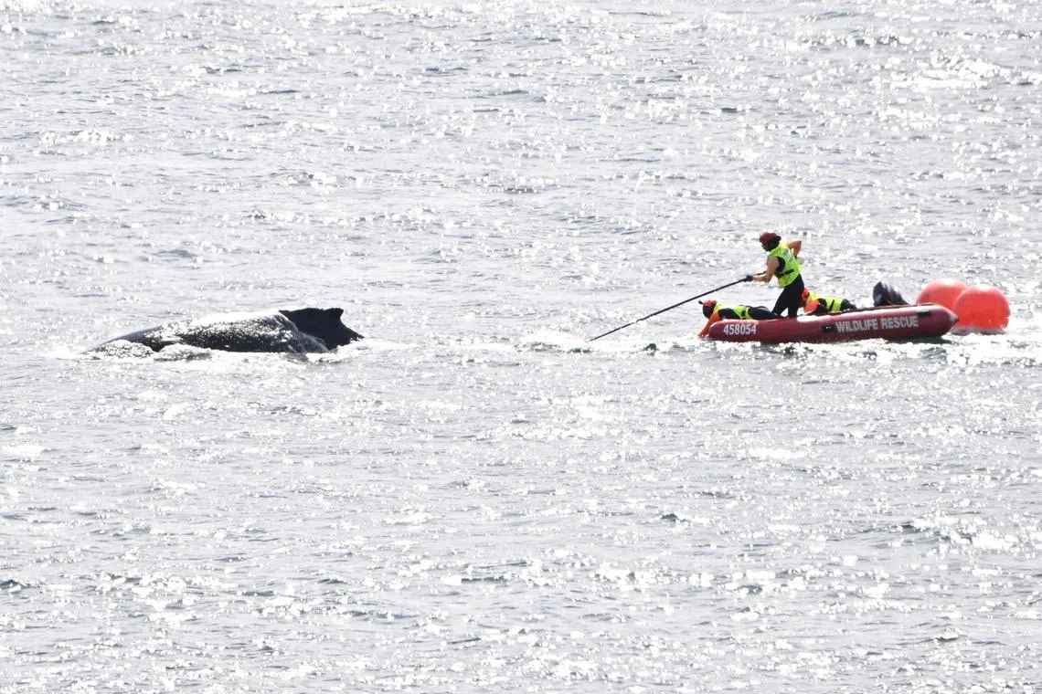 Rescuers followed the whale in an inflatable boat and used specialised equipment to hold the whale in place while they cut the debris away.