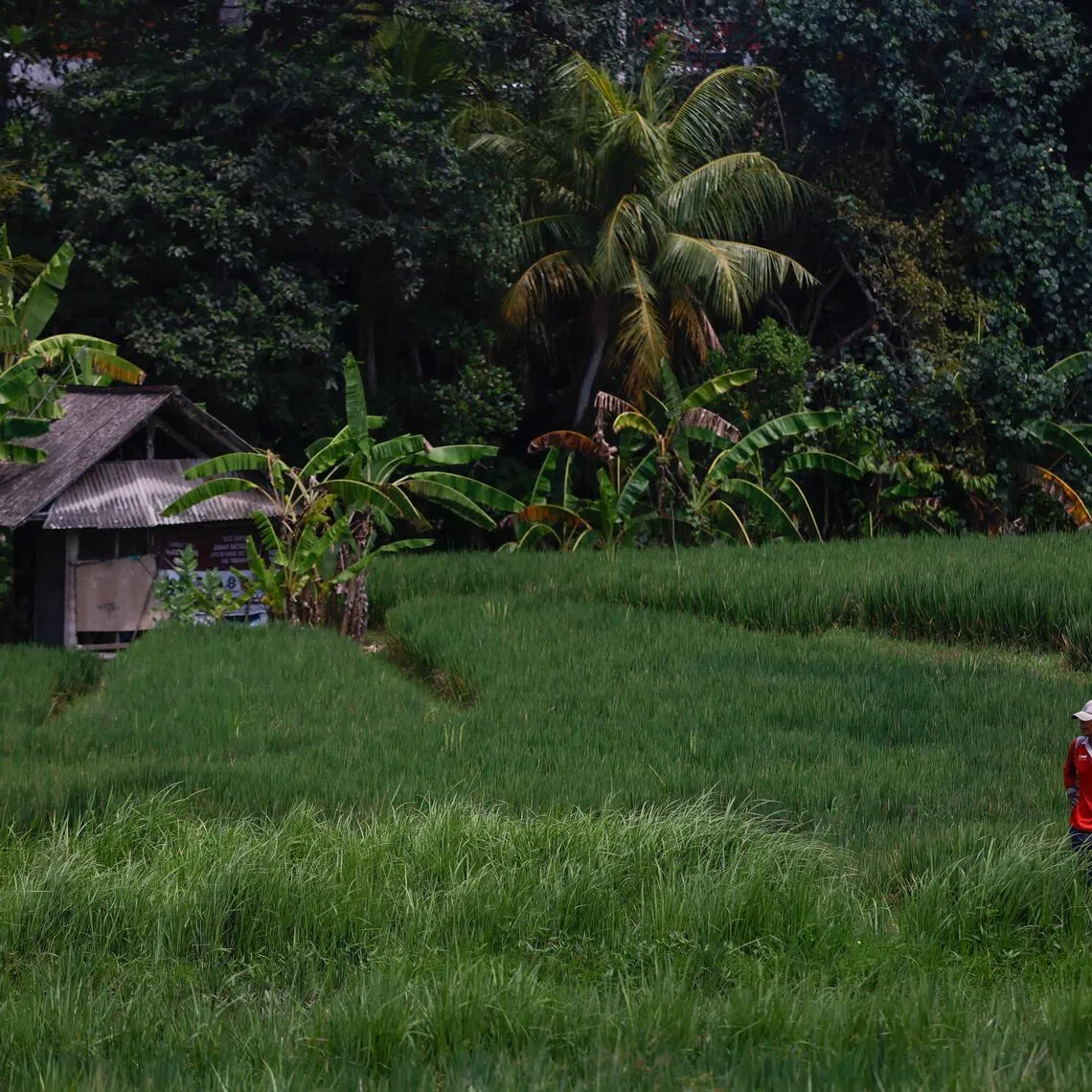 Converting former gold mines into agriculture lands can also boost its value.