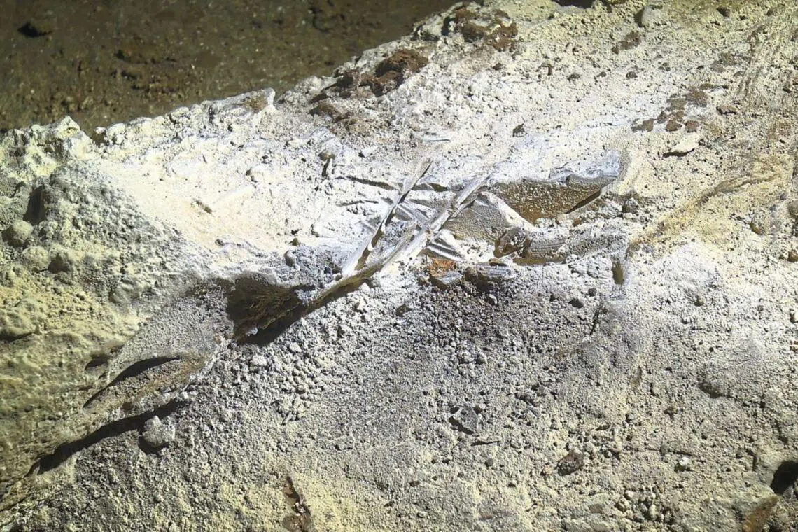 10,000-year-old porcupine fossil at Ipoh geological heritage site goes missing