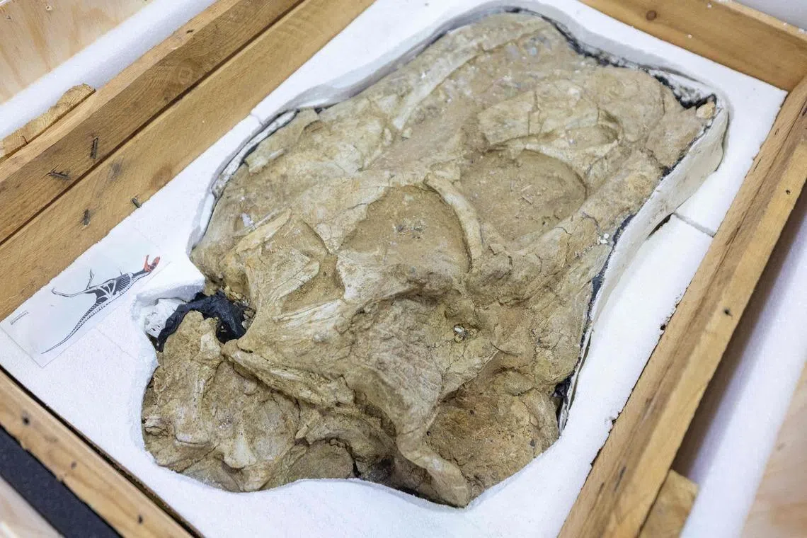 The collection includes a Tarbosaurus bataar skeleton and 28 groups of fossilised dinosaur remains originally found in Mongolia’s Gobi Desert.