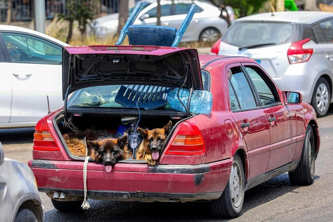 TOPSHOT - Dogs sit in the trunk of a vehicle waiting in traffic, as people fleeing from Tyre in southern Lebanon after Israel's evacuation warning seek refuge in more northerly Sidon, on June 9, 2026. On June 9, Lebanese state media reported an Israeli strike on the southern city of Tyre after the Israeli military urged residents to evacuate, the first time it had done so for the entire city and its surrounding areas. Israel's military had previously alleged that Hezbollah members were operating in Tyre's Christian quarter and said it would warn people to leave if the group remained there. (Photo by MAHMOUD ZAYYAT / AFP) /