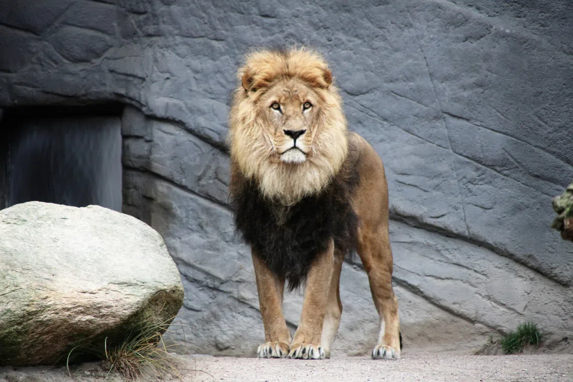 Autopsies revealed that all three lions suffered from dehydration and multiple organ failure, and the cause of all the deaths is believed to be heatstroke.