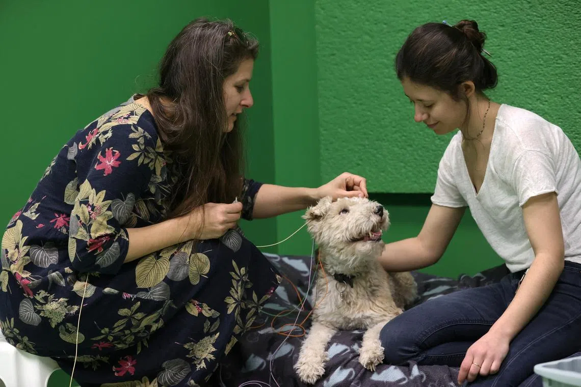 Researcher Marianna Boros puts electroencephalography (EEG) electrodes on Cuki, a 12-year-old Fox Terrier, during a test that found that dogs can associate words with objects, at the Ethology Department of the Eotvos Lorand University in Budapest, Hungary, March 27, 2024. REUTERS/Bernadett Szabo
