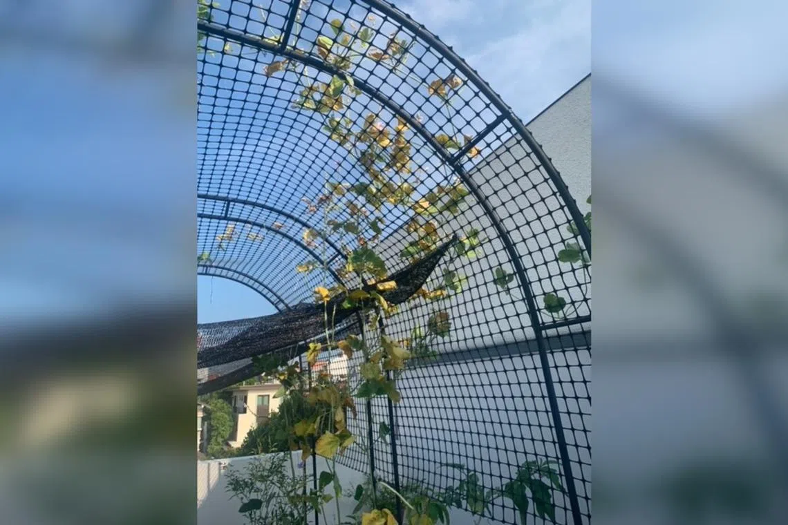 The long bean plant should be grown in well-draining soil.