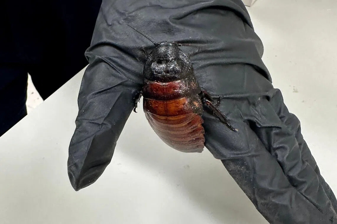 Wildlife officers found Madagascar "hissing" cockroaches, a bulky insect named for its noisy defence mechanism, and dubia cockroaches, an invasive critter bred as a snack for pet lizards.
