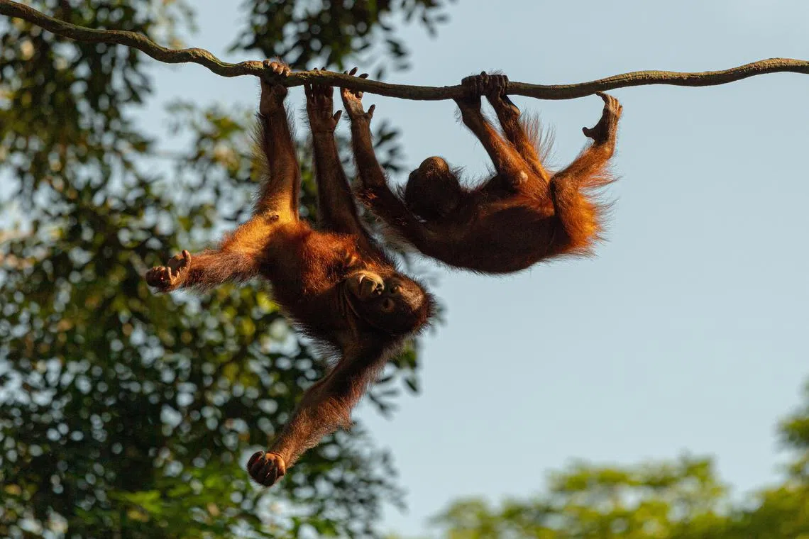 ST20200206-202094760227-Lim Yaohui/Audrey Tan RP/
Orangutan at Singapore Zoo on Feb 05, 2020.
Call it tinder for animals, except that humans are the ones doing the swiping. To help boost the chances of survival of animals threatened with extinction, zoos around the world manage a "stud book' to match males and female animals at institutions across the world. This will boost genetic diversity and help ensure that these animals continue to produce offspring.
(ST PHOTO: LIM YAOHUI)