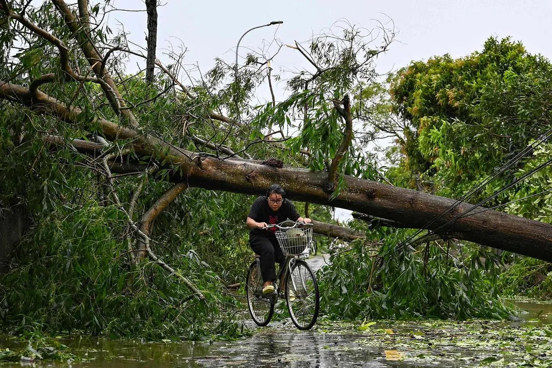 A woman riding her bicycle under a fallen tree blocking the road after Typhoon Kajiki passed through Nghe An province, Vietnam, on Aug 26, 2025. 