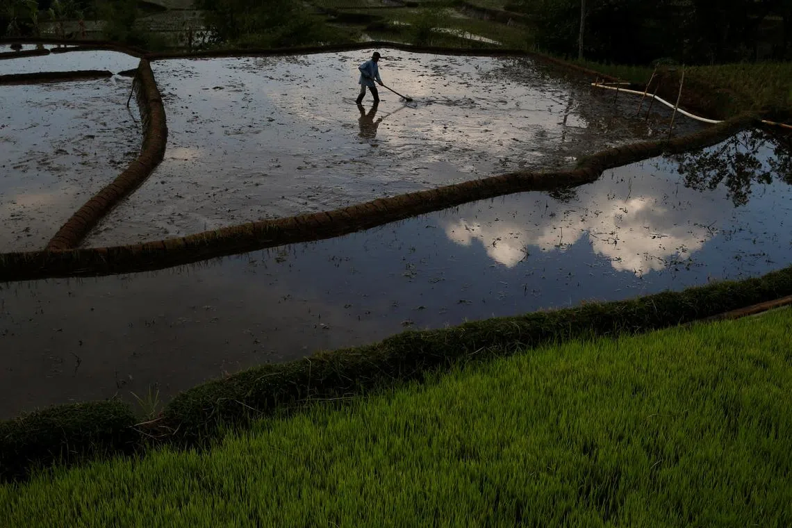 FILE PHOTO: A farmer works in a paddy field at Cikawao village in Majalaya, West Java province, Indonesia, September 22, 2017. REUTERS/Beawiharta/File Photo