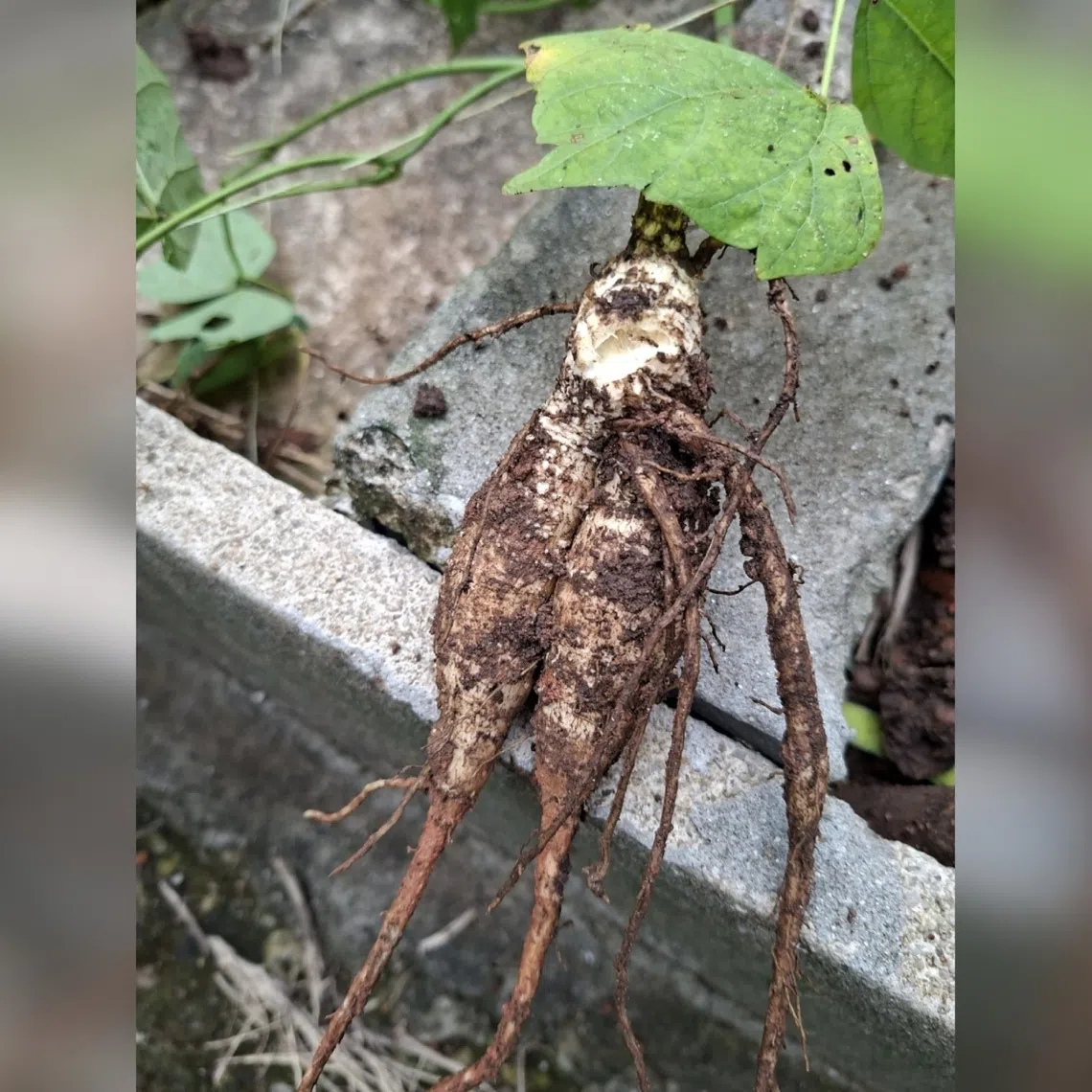 The yam bean is commonly mistaken for the turnip.
