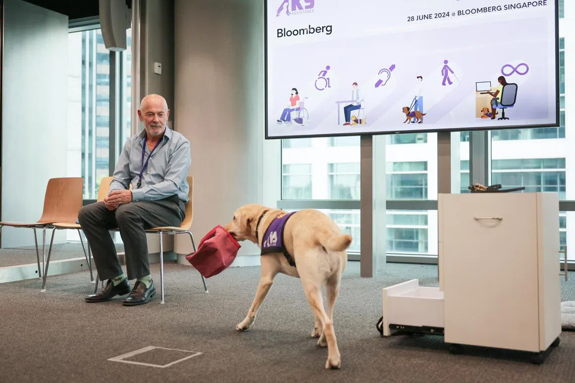 Singapore’s first Ambassador Assistance Dog Sienna, a Labrador retriever, showing that she could help someone with physical disabilities retrieve a bag of medication from the bottom drawer. With her is Mr Paul Adrian, an instructor and advisor for strategy and change at Seeing Eye Dogs Australia