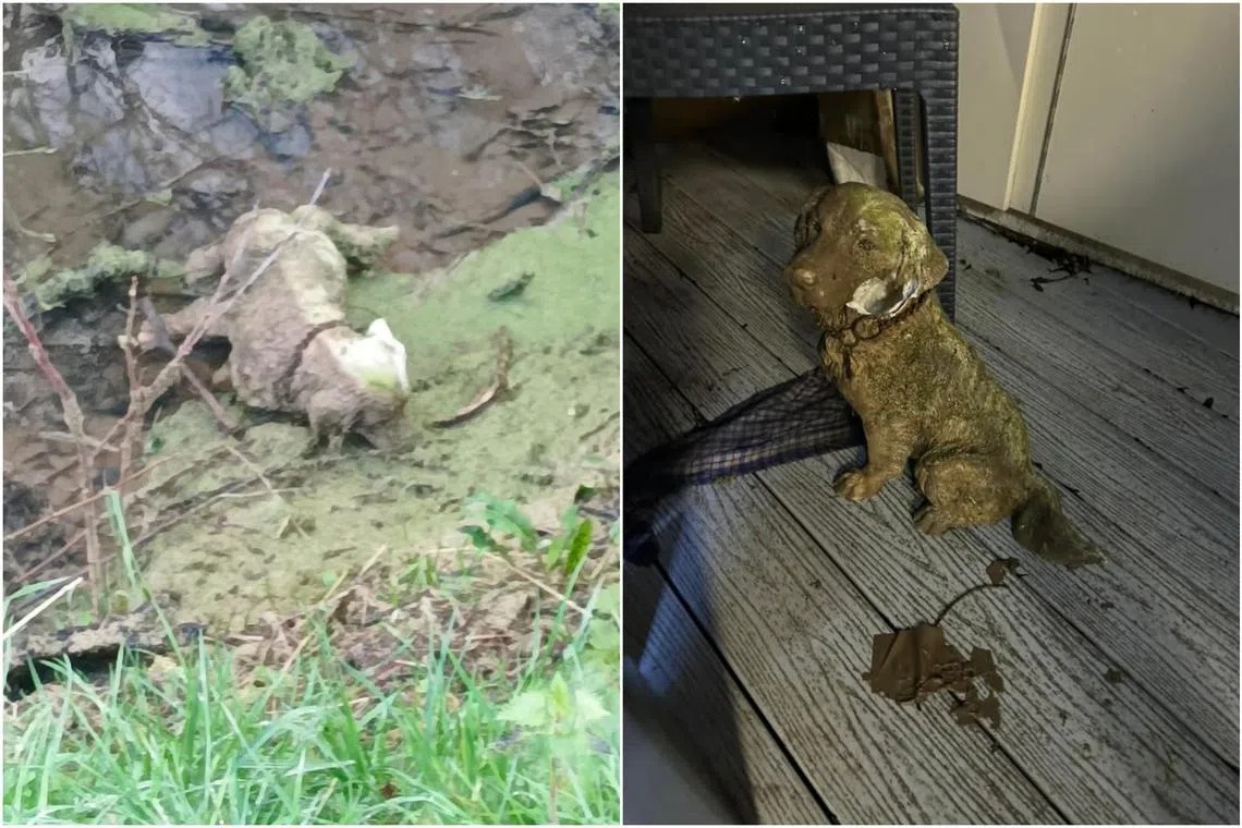 Volunteers at Cleethorpes Wildlife Rescue had received “multiple consecutive reports” of a dog stuck in a ditch. 