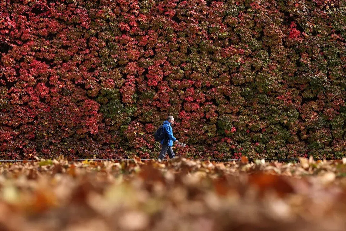 A person walks past autumn foliage in London, Britain, October 27, 2025. REUTERS/Toby Melville TPX IMAGES OF THE DAY