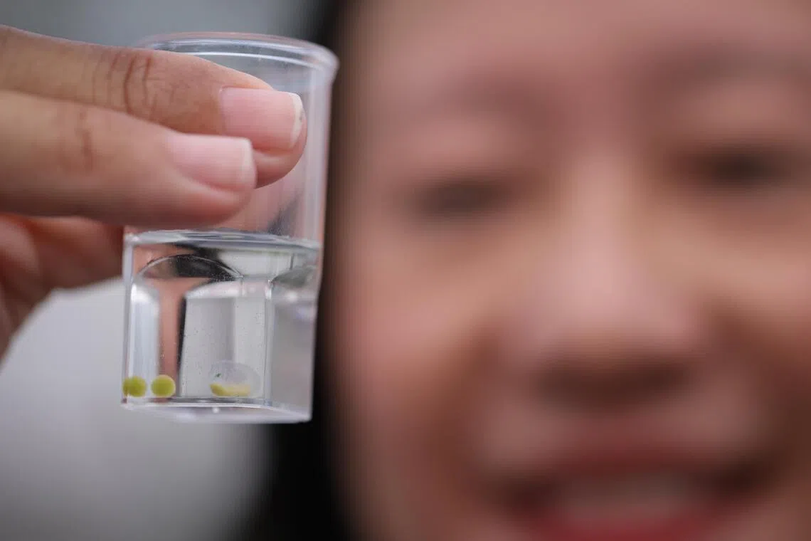 Eggs laid by the coastal horseshoe crabs in Republic Polytechnic.