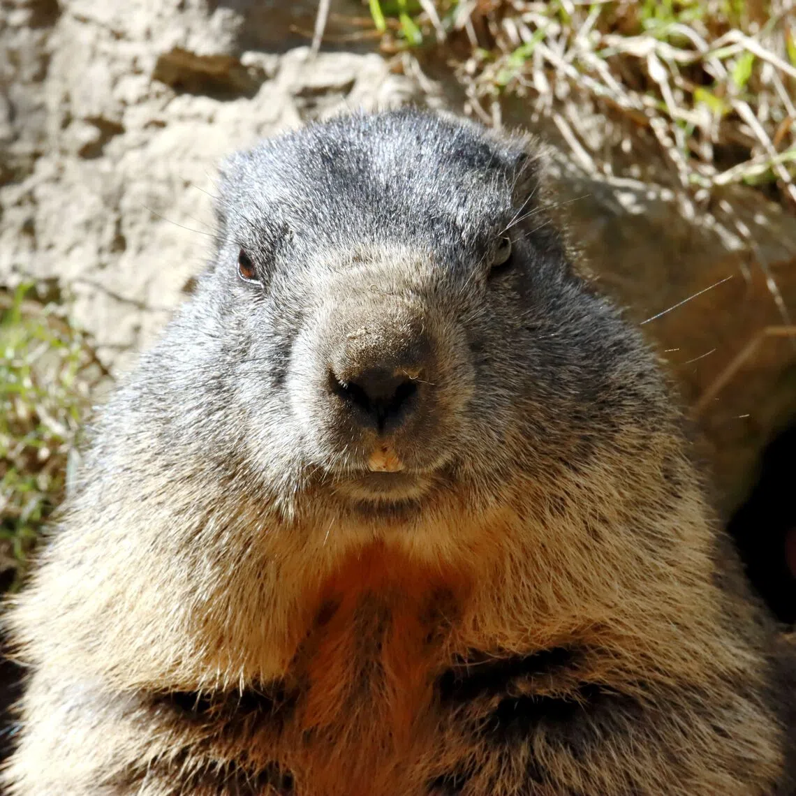 Marmots are the unlikely stars of an OnlyFans page raising money for a project that has fallen victim to US federal funding cuts.