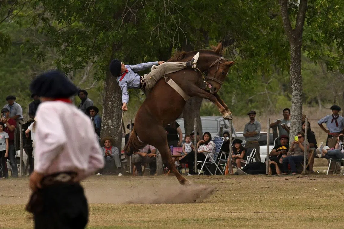 A gaucho falls from a colt at a rodeo exhibition during the 83rd Tradition Festival in San Antonio de Areco, Argentina, on November 12, 2022. - The celebration aims to preserve gaucho traditions. A gaucho is described as a country man, nomadic horseman and cowboy of the Argentine pampas. Is recognized for his skill in mastering the horse, raising and hunting wild cattle, in addition to his technique for the preservation and zason of one of the best meats in the world.