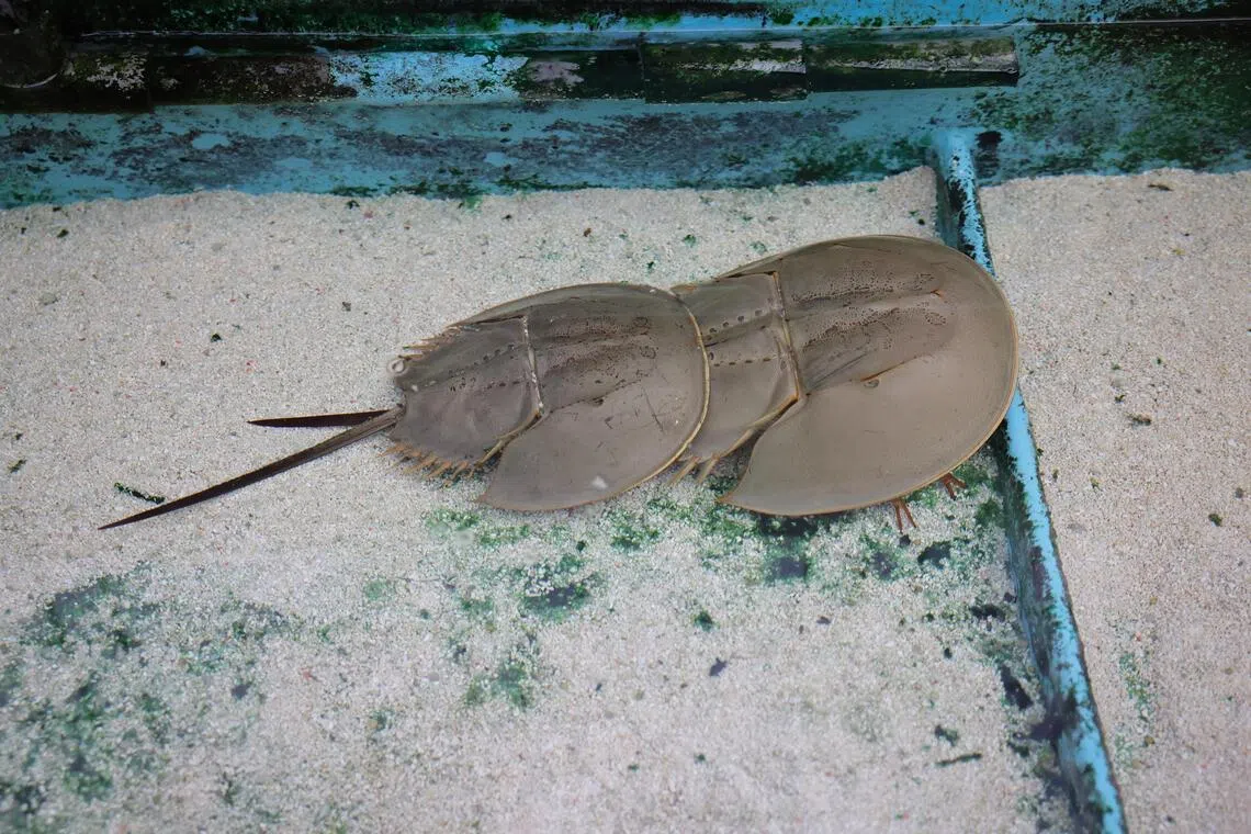A pair of horseshoe crabs seen in Republic Polytechnic on Feb 4.