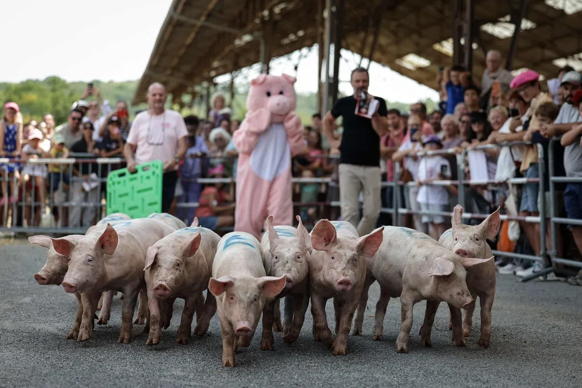 TOPSHOT - People watch a piglet race at the 43rd edition of the Pig Festival, where the French pig-squealing championship is held, in Trie-sur-Baïse, south-western France, on August 9, 2026. (Photo by Valentine CHAPUIS / AFP)