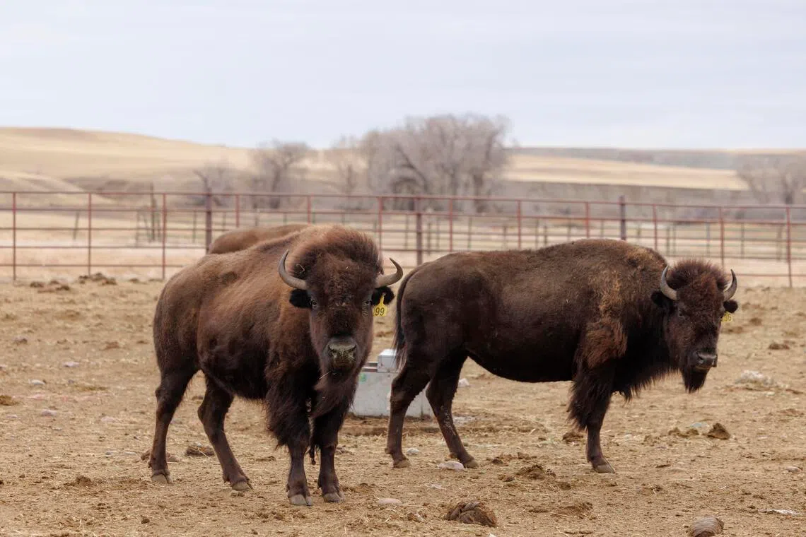 Last week, the Blackfeet Nation harvested 18 buffalo from its herd of 600.