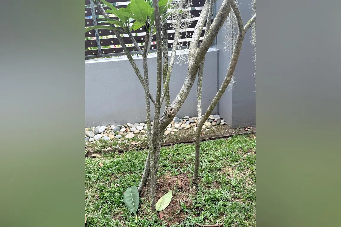 Frangipani plants should ideally be spaced about 3m apart.