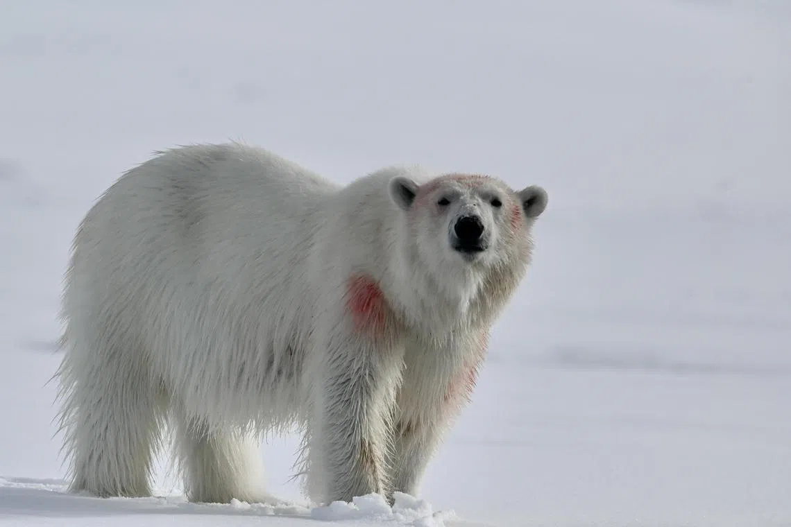 rvpolar10 - Arctic Circle for Life travel pages

Credit / Copyright: Rahul Verghese