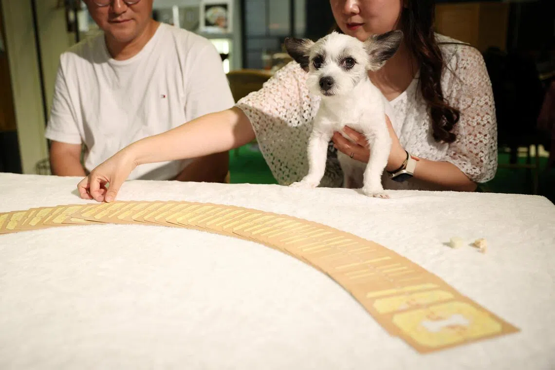 Ryu Su-mi and her dog E-seul get a pet tarot reading at a pet tarot cafe in Seoul, South Korea.