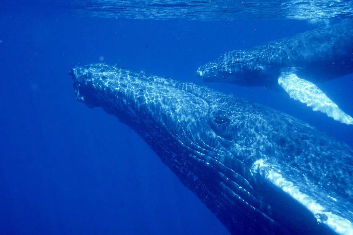 Hormones of humpback whales indicate mating patterns, stressors at sea