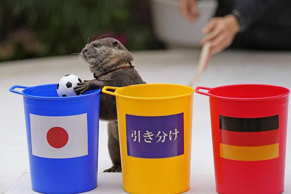 An otter had predicted that Japan would beat Germany in their World Cup opener.