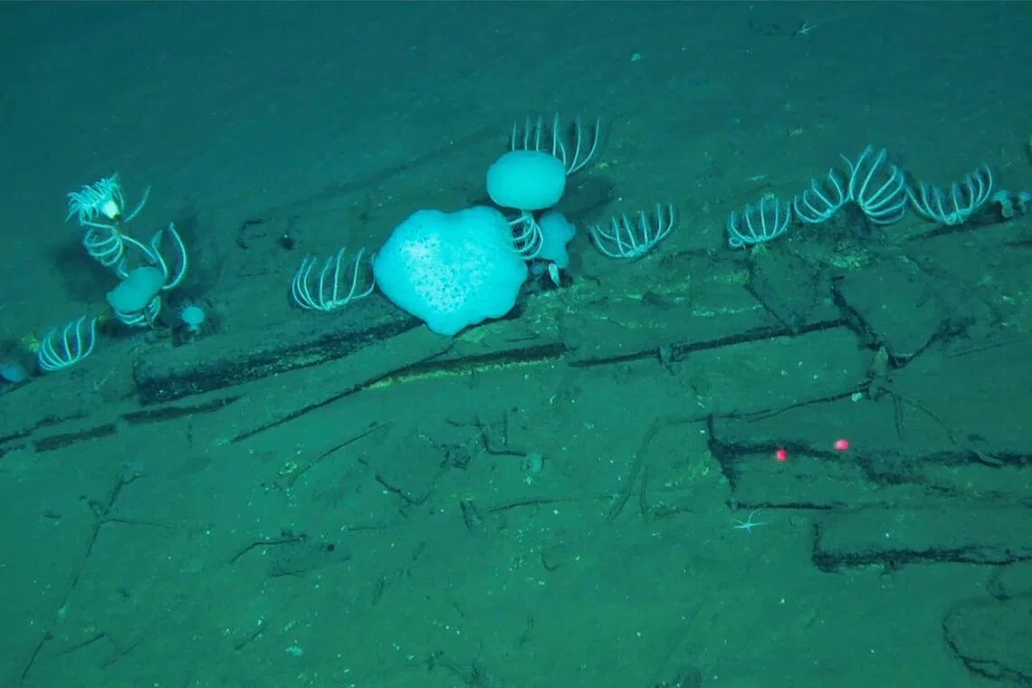 World’s largest whale graveyard discovered by Chinese scient