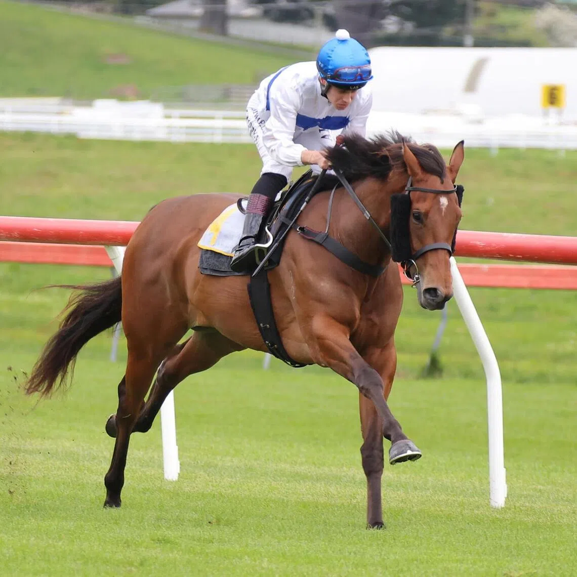 Trainer Shaune Ritchie is throwing smart filly Tajana in at the deep end against male rivals in the Group 1 New Zealand 2000 Guineas (1,600m) at Riccarton on Nov 15.
