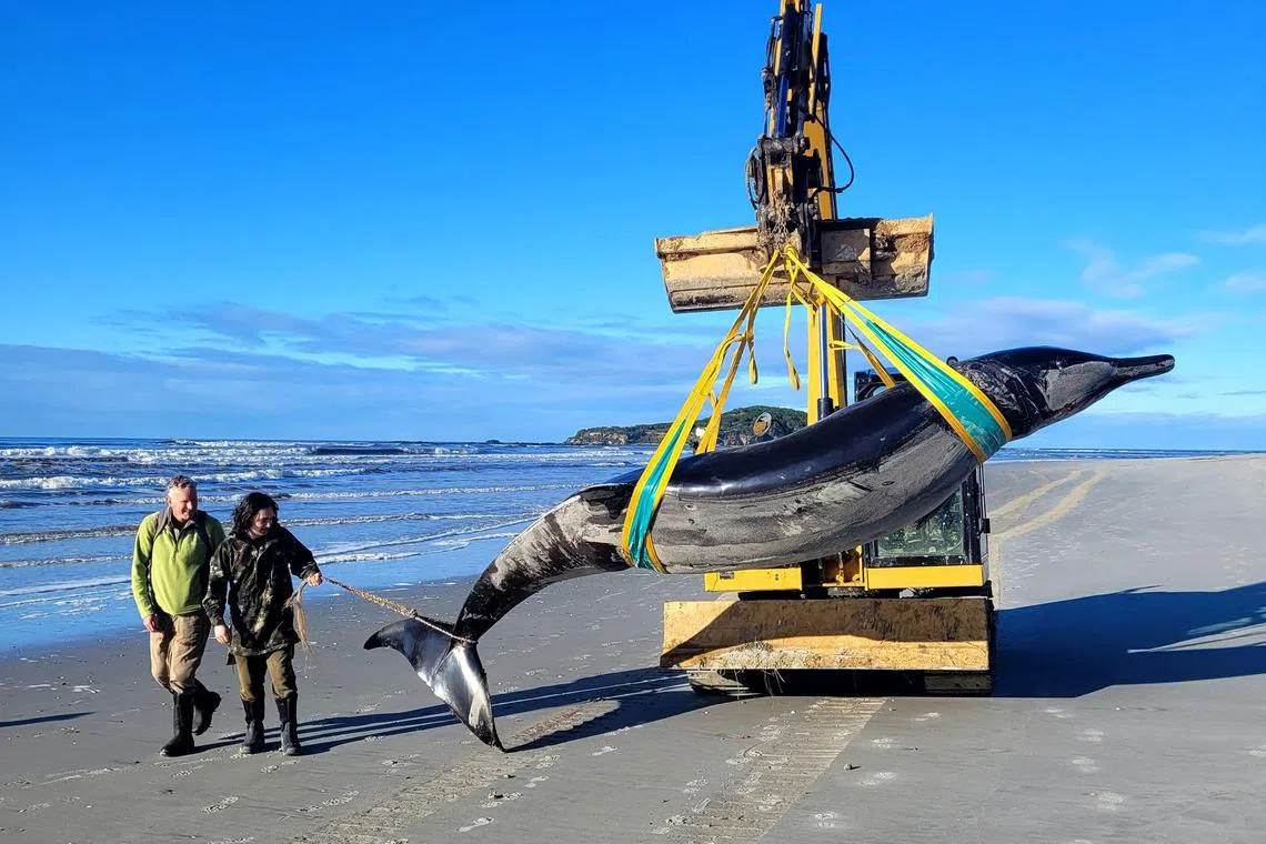 The carcass of a rare spade-toothed whale after it was discovered washed ashore on a beach near Taieri Mouth in New Zealand's southern Otago province on July 5, 2024.