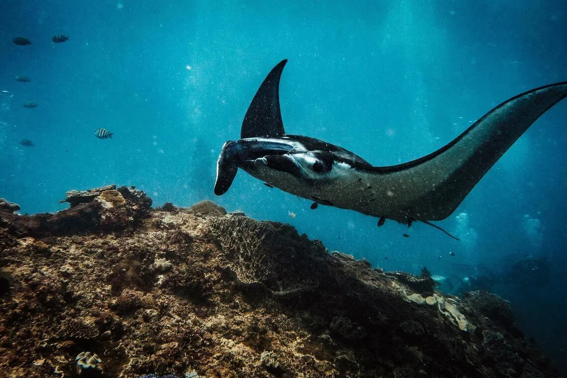 A reef manta at Manta Point in Nusa Penida, an island off the coast of Bali.