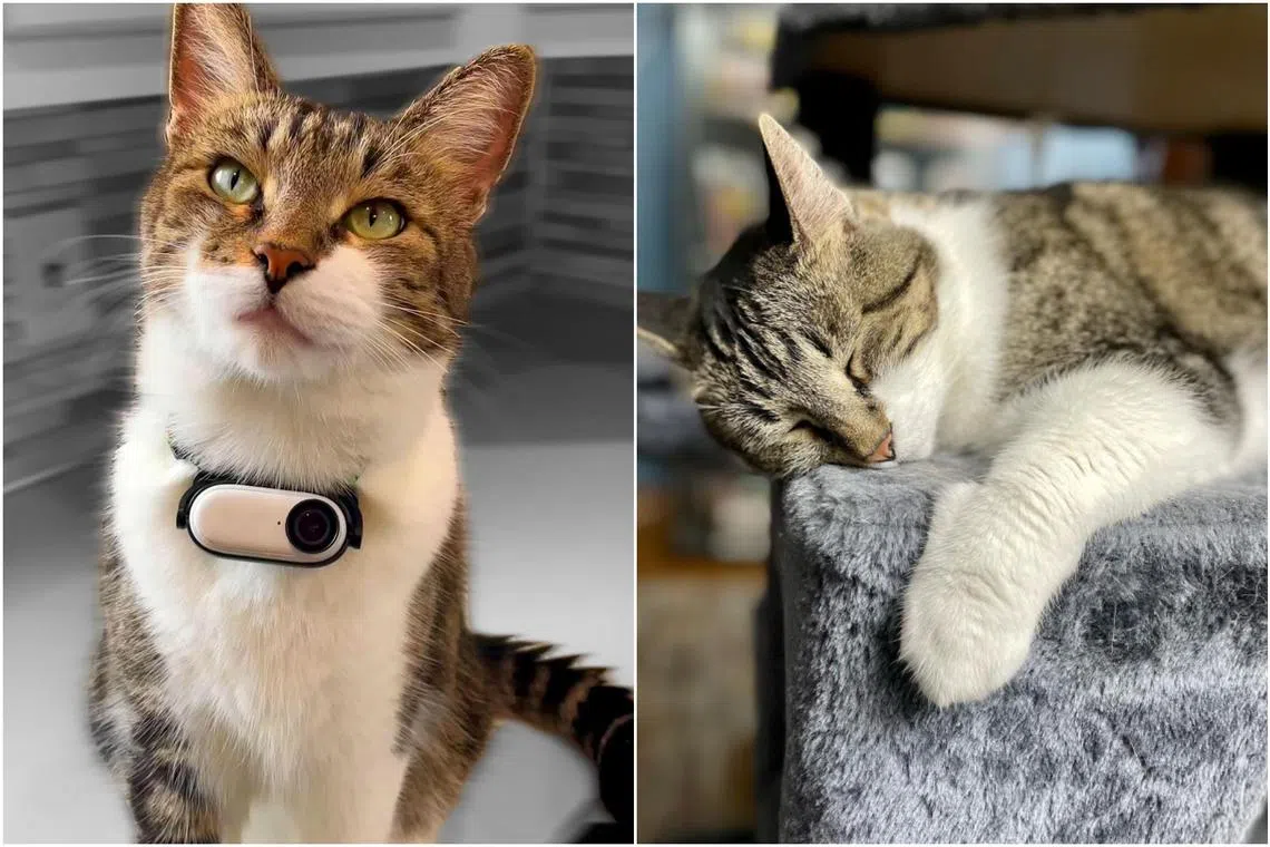 Mr Kitters has 1.5 million followers on TikTok and nearly one million on Instagram, where viewers can watch him meow at a bird or chase a squirrel.
