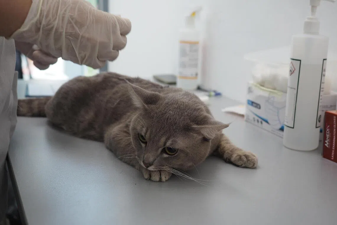 Sterilised cats live longer, healthier lives with significantly reduced risk of several cancers.