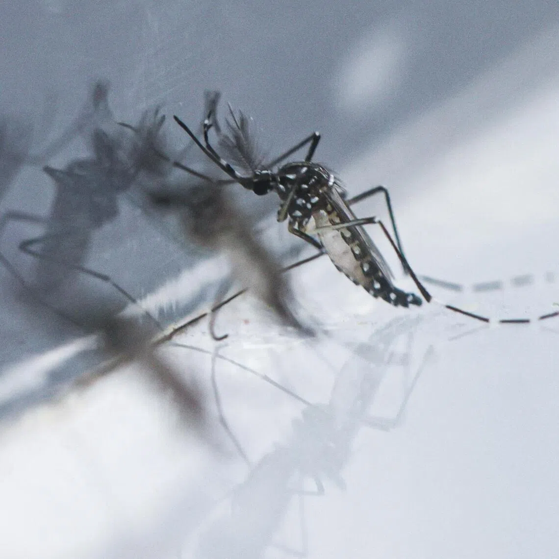 Closed up of male Wolbachia-Aedes mosquitoes photographed at Wolbachia mosquito breeding facility on Feb 22, 2024. 