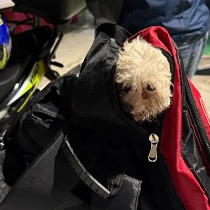 One of three puppies found hidden in a backpack at Tuas Checkpoint in March 2025.