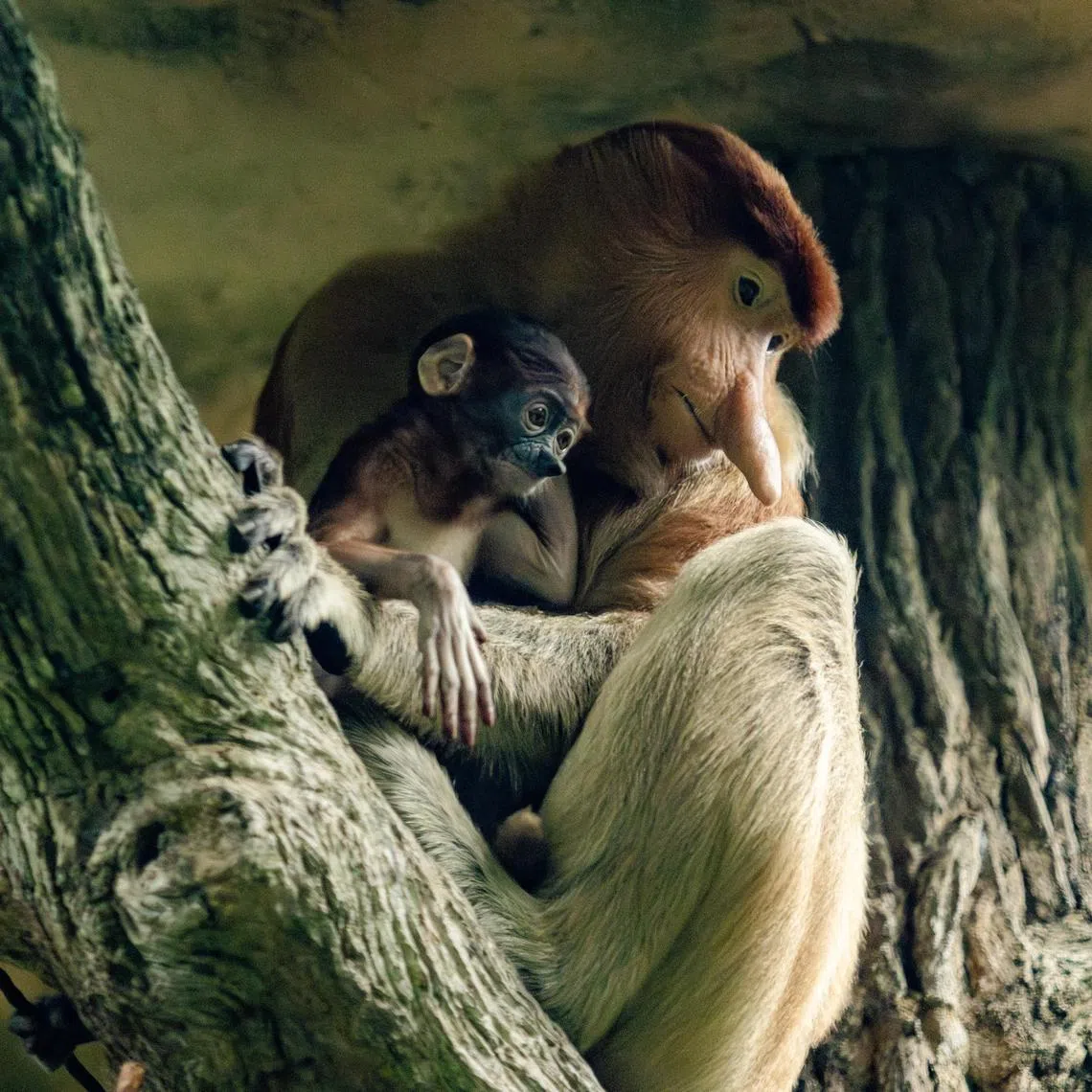 Experts ST spoke to said ensuring the longevity of animal species in the wild requires much more than just breeding them in zoos.