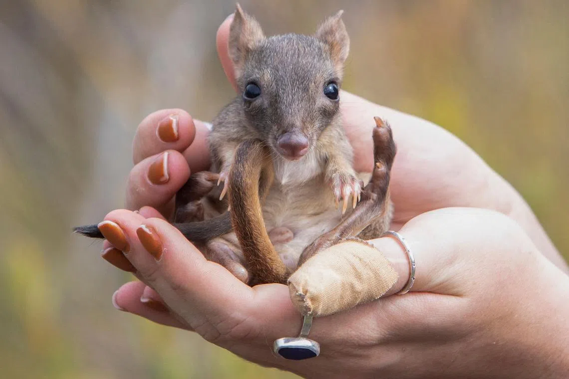 The brush-tailed bettong has very powerful hind legs like a kangaroo, but weighs just 1.3kg.