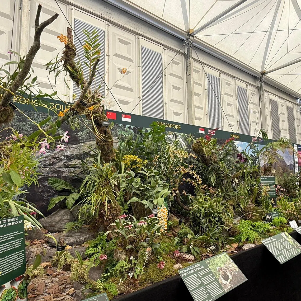 The gold medal-winning display, titled “From Hong Kong to Australia – The Orchids of Asia & The Pacific”.
