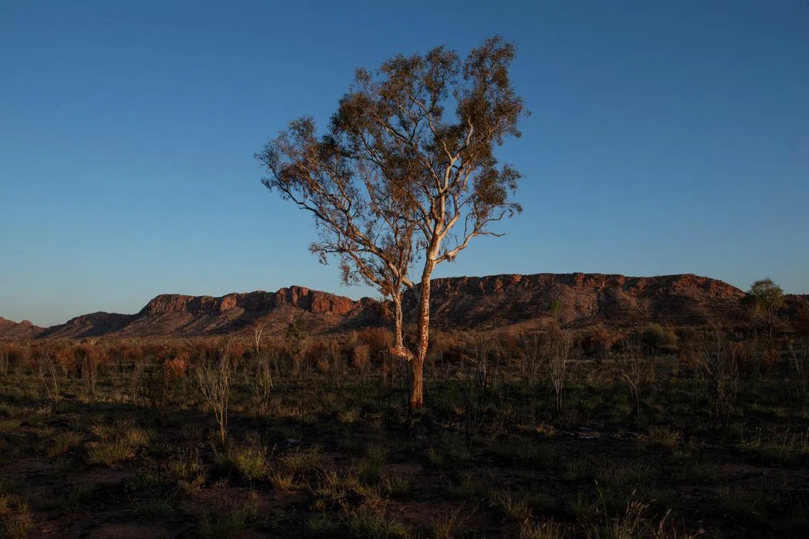 A eucalyptus tree stands amongst the West MacDonnell Ranges west of Alice Springs, Australia, September 15, 2023.