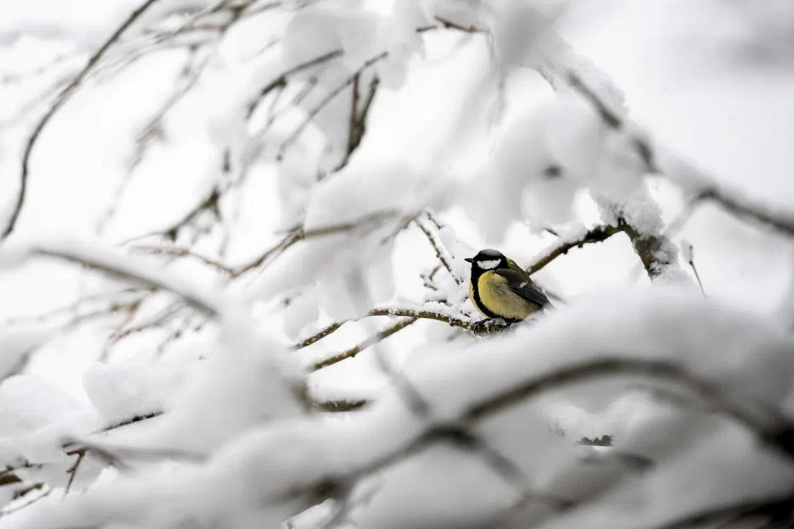 A great tit perching on the branch of a tree, laden with snow, in Tata, western Hungary on Dec 7, 2023. 
