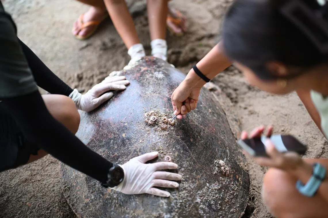 NTU research fellow Lyndsey Tanabe removing barnacles encrusted on the turtle’s shell.