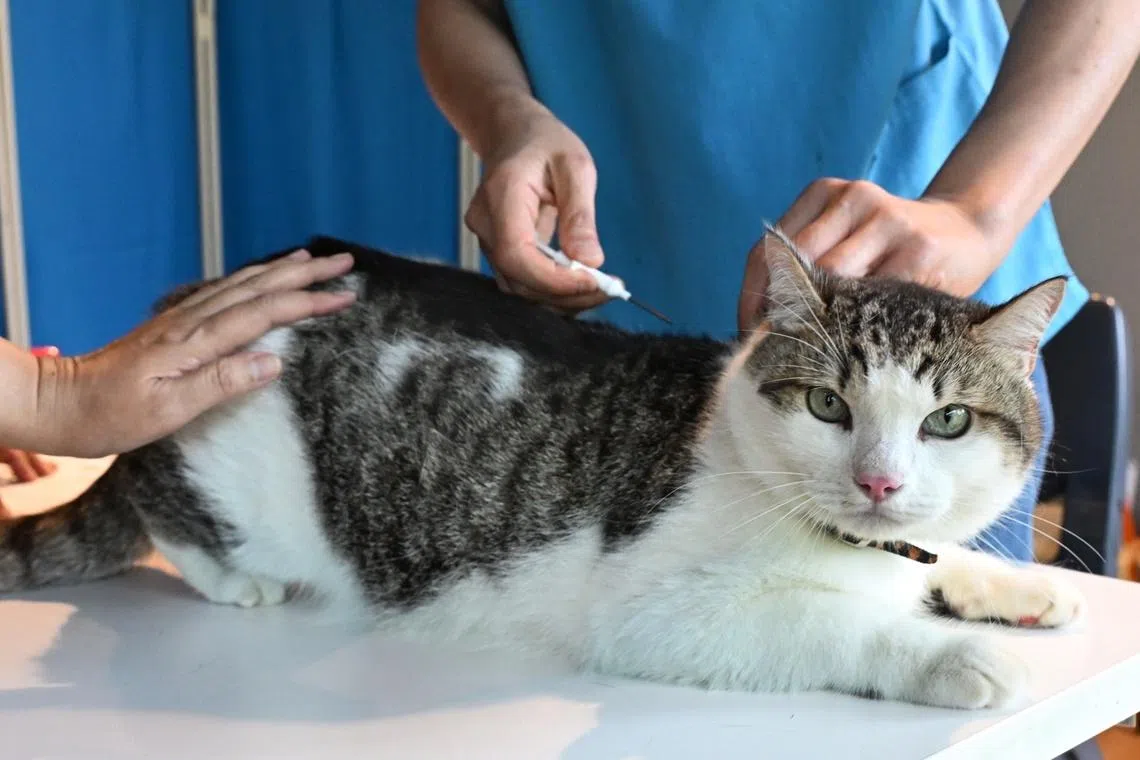 Microchipping for cats by vets is also available at the Cat’s Day Out on July 18.