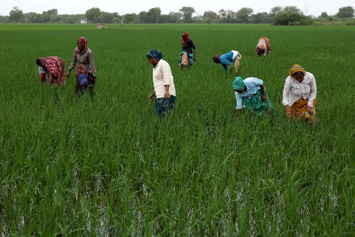 Farmers remove grass from a paddy field on the outskirts of Ahmedabad, India, August 1, 2025. REUTERS/Amit Dave