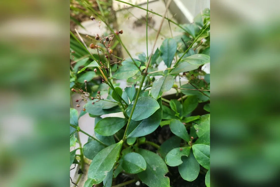 The leaves of this plant can be cooked and eaten, and have a viscous texture.