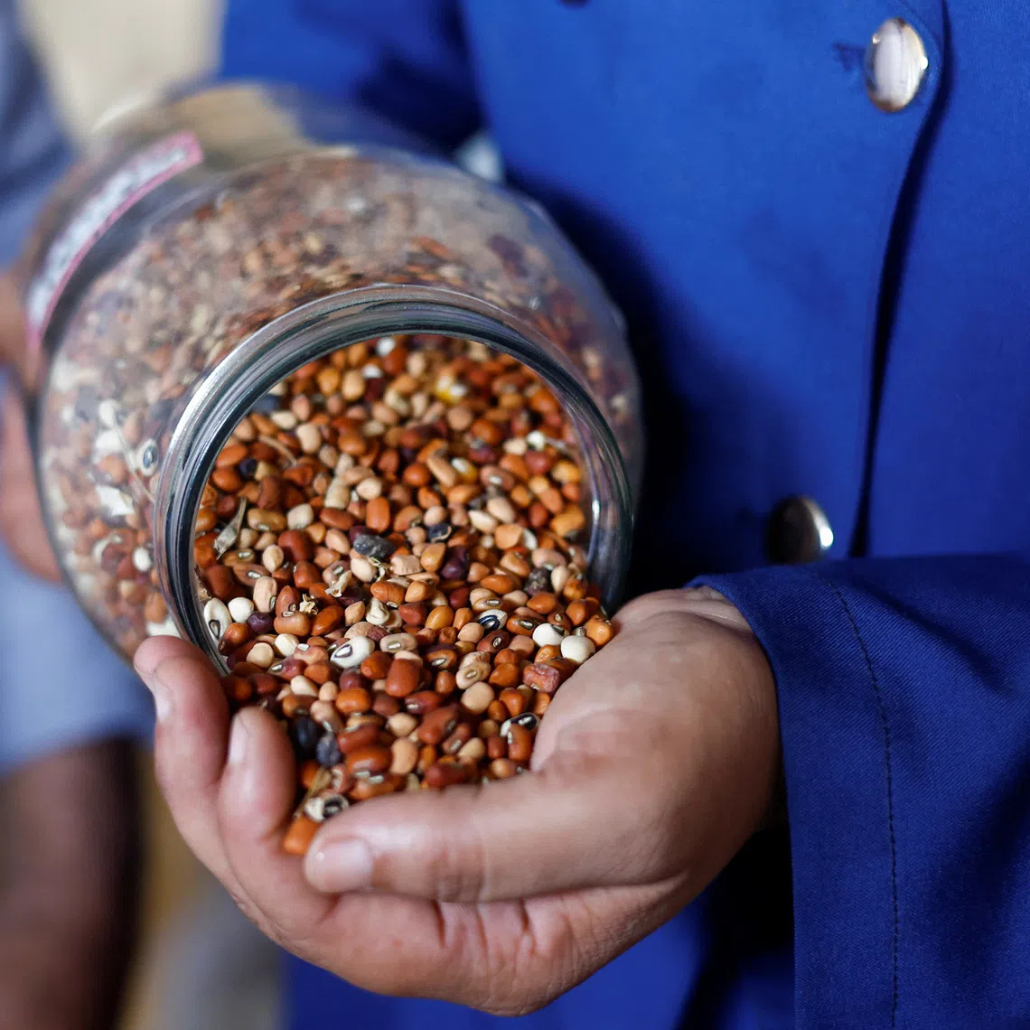 Hanadi Salama Muhanna, 38, daughter of seed bank owner Salama Muhanna, holds seeds at the Qarara Seed Bank in Deir Al-Balah, in the central Gaza Strip, August 27, 2026. REUTERS/Mahmoud Issa
