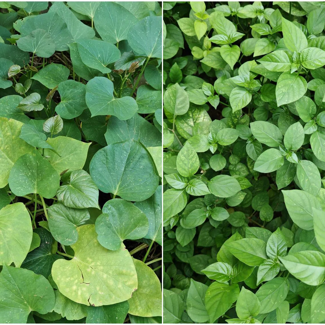 The white marks on the leaves of sweet potato (above) and asystasia plants are likely to be caused by sap-sucking insects.