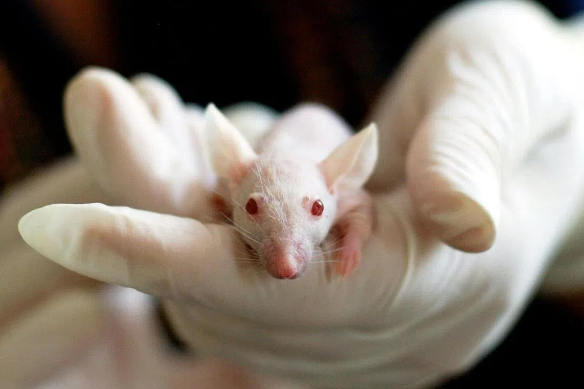 The researchers said their work was the first of its kind to show the long-term impact of Covid infection on the behaviour and brain development of later generations.